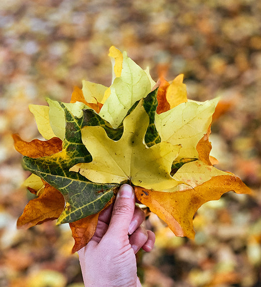 Fall-Tastic Crafts with Leaves