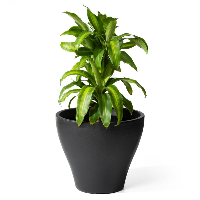 Fernway Planter - Black Onyx with indoor plant
